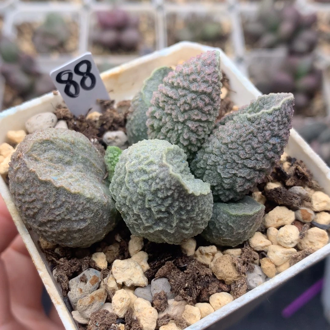 实生0233一物一拍
