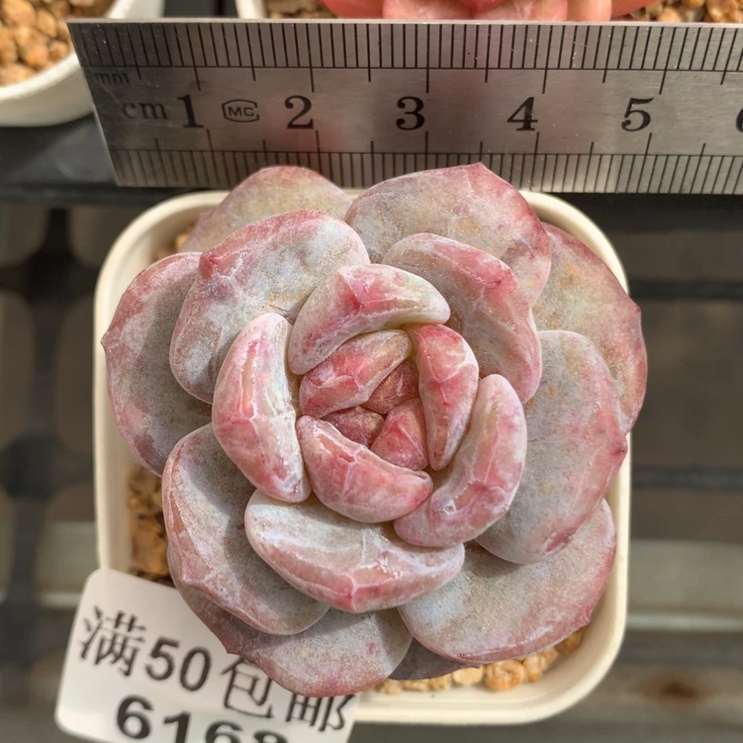 6168。石化石榴籽星影。