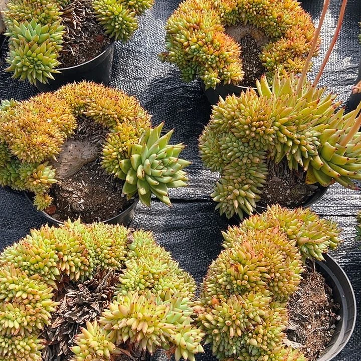 虎鲸多肉，满18包邮