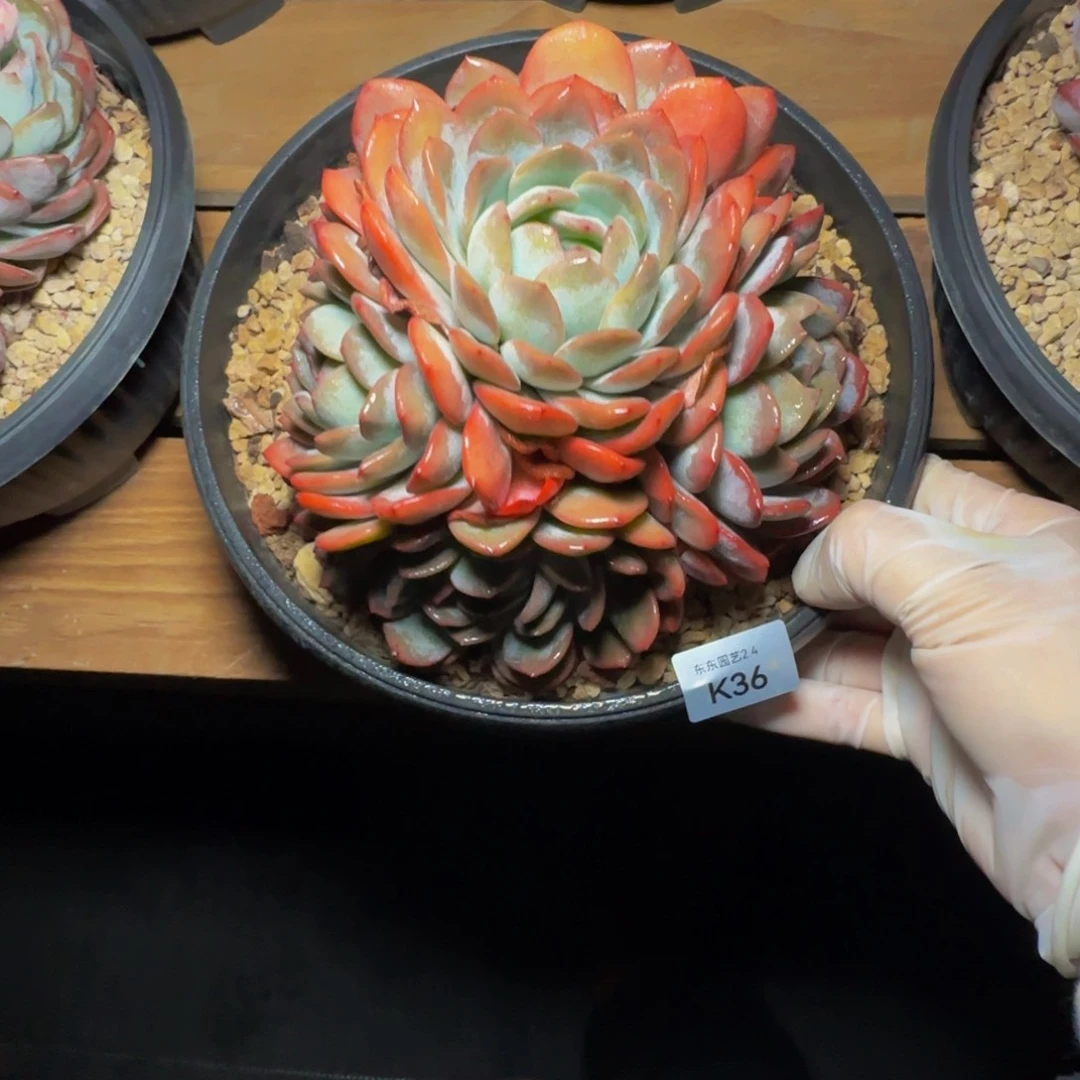 k k k k k k k k 36