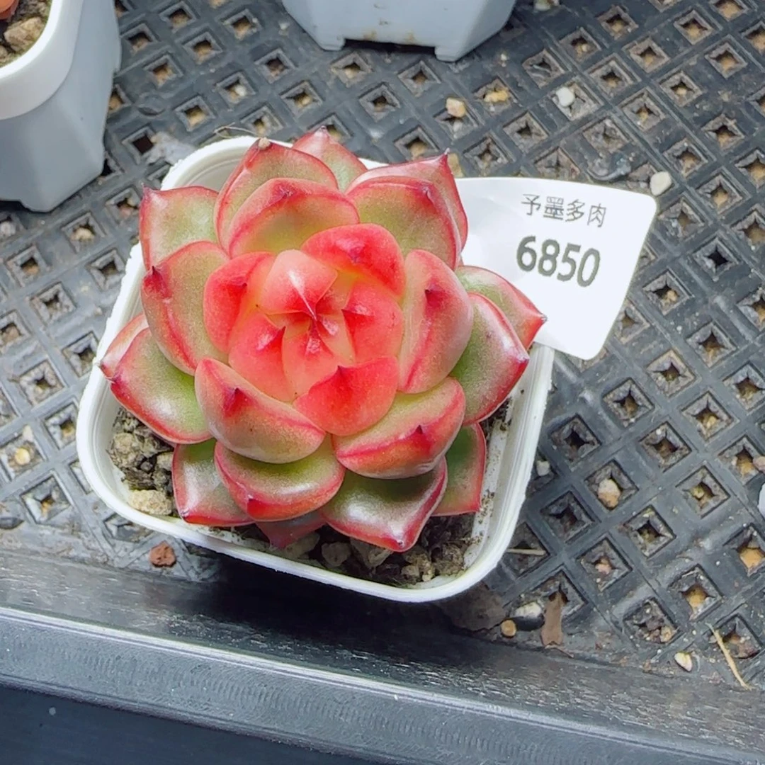 祥***云空灵珍妮，6850多肉植物