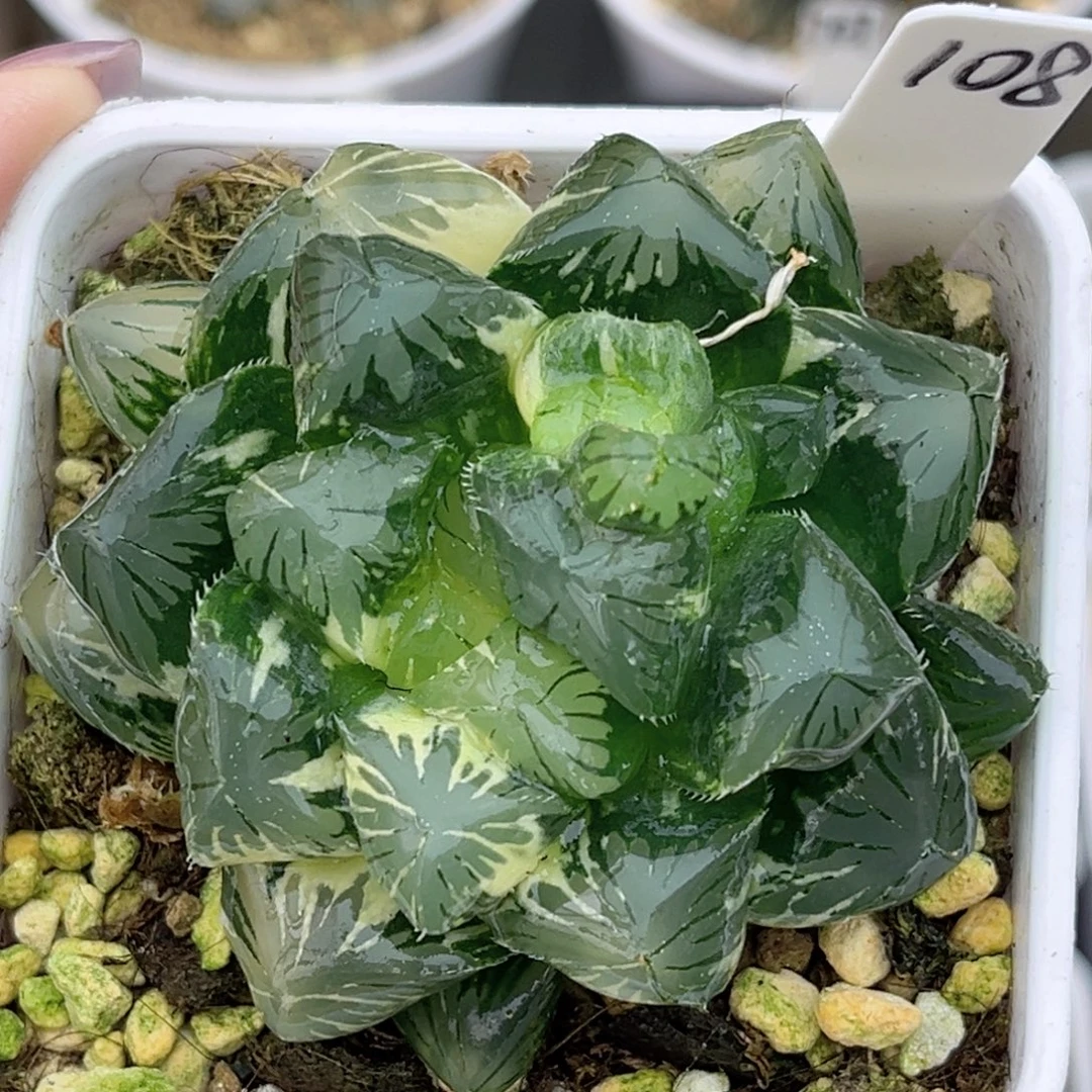 108巨大化别系玉露锦福利专场