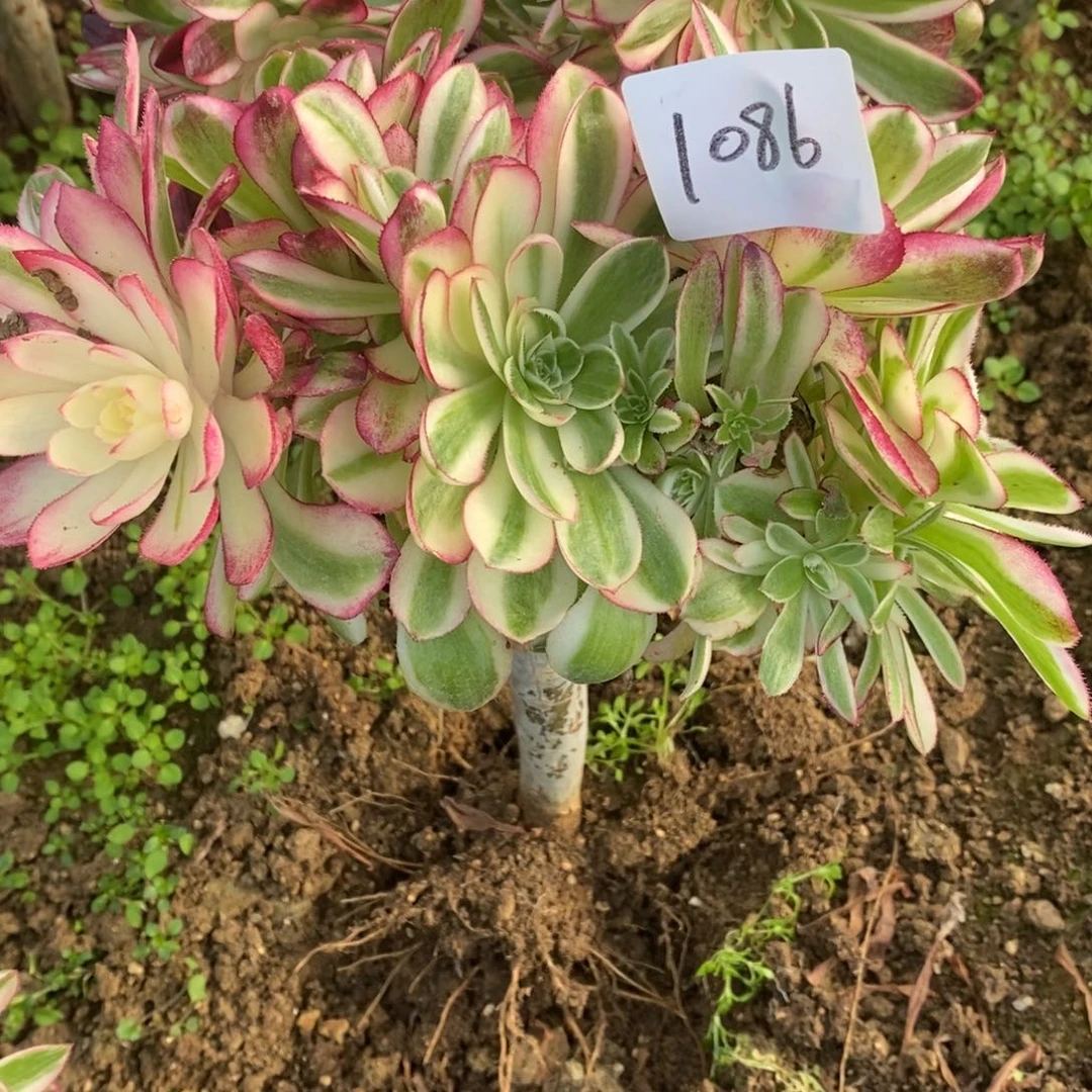 1086倾城砍过嫁接多肉植物