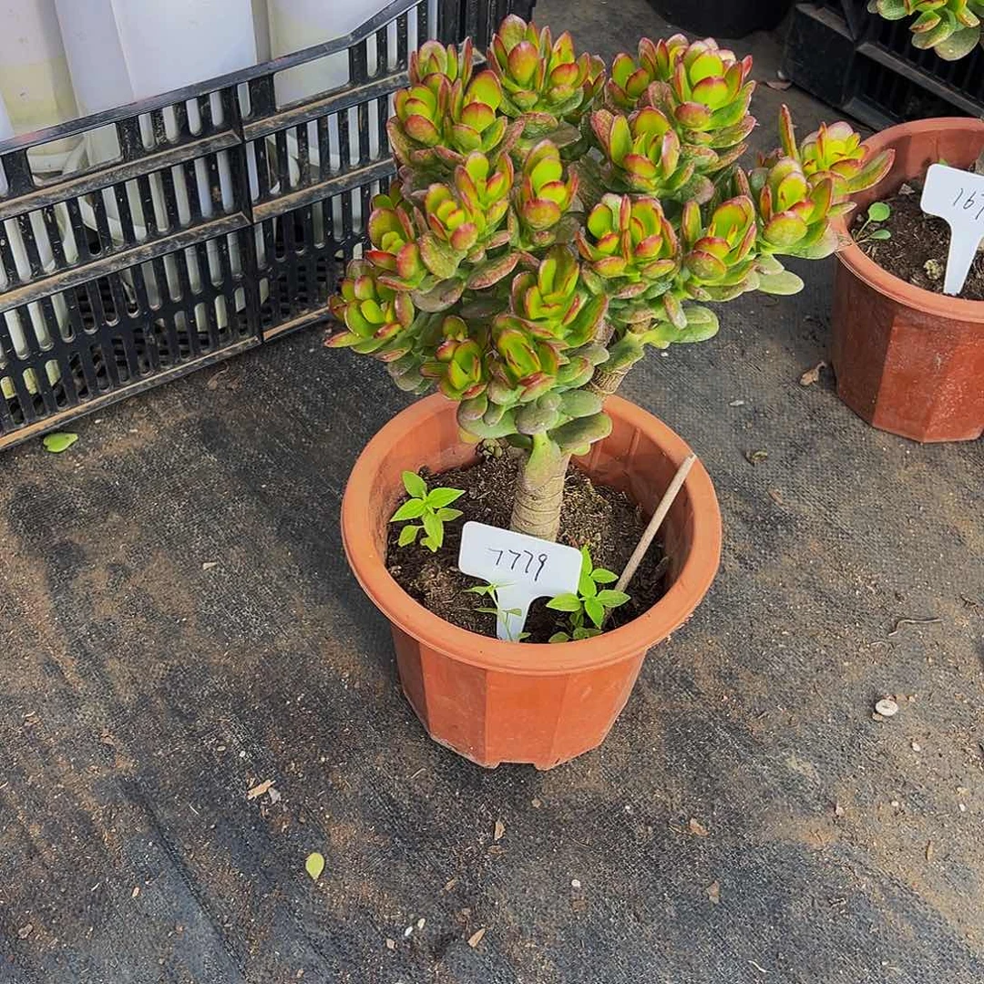 稀有180摇钱树带盆发