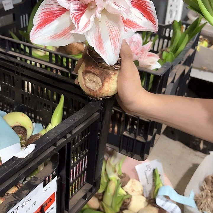 明亮妮芙进口球7公分左右