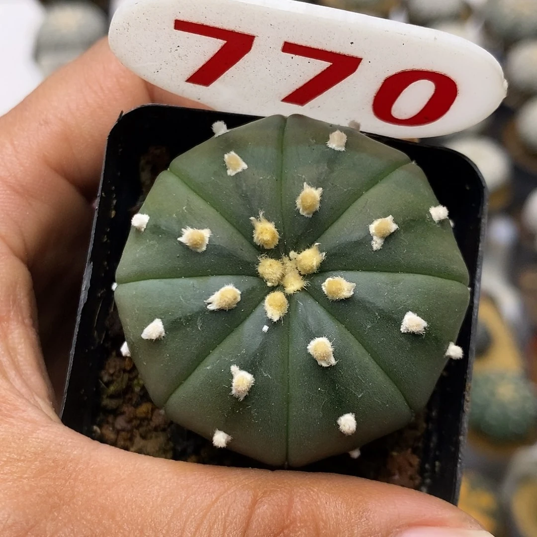 770福利特价特价路