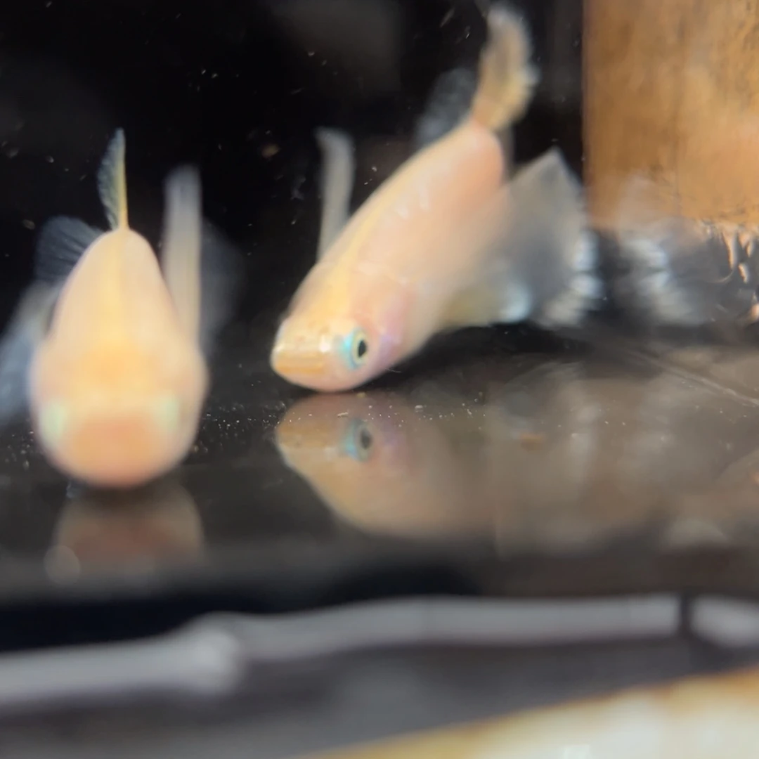 青鳉鱼222酥油灯真长鳍一对