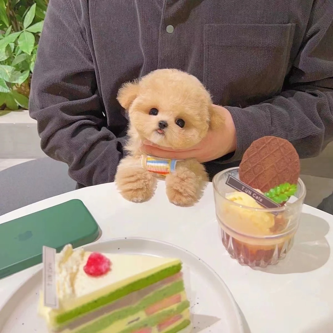 小姐姐家宠物小狗