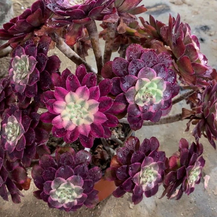 简*1486水墨画多肉植物