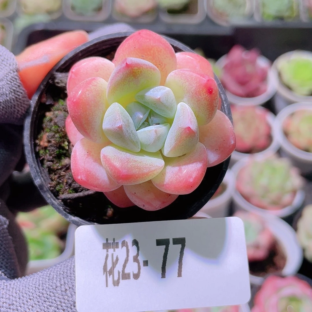 花利美23-77皓月