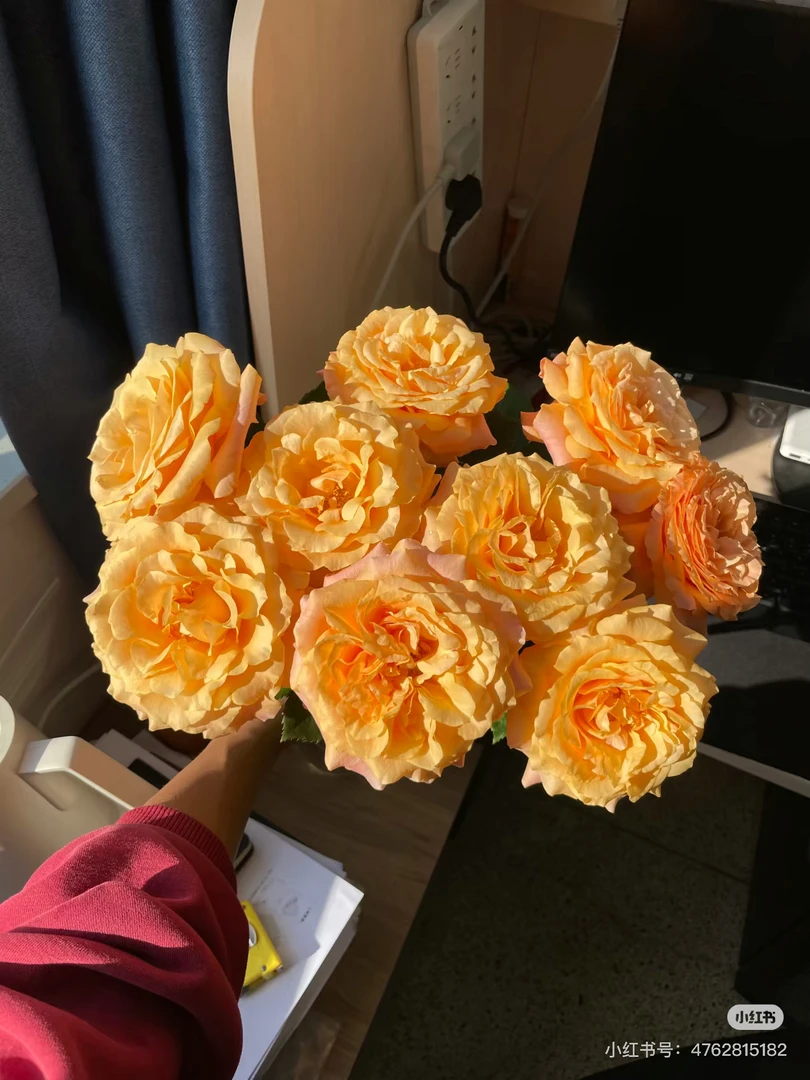 （单头玫瑰）破晓10支！三件顺丰空运20%不售后