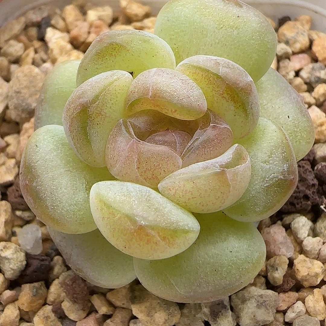 【满29包邮非偏远】926黄包子