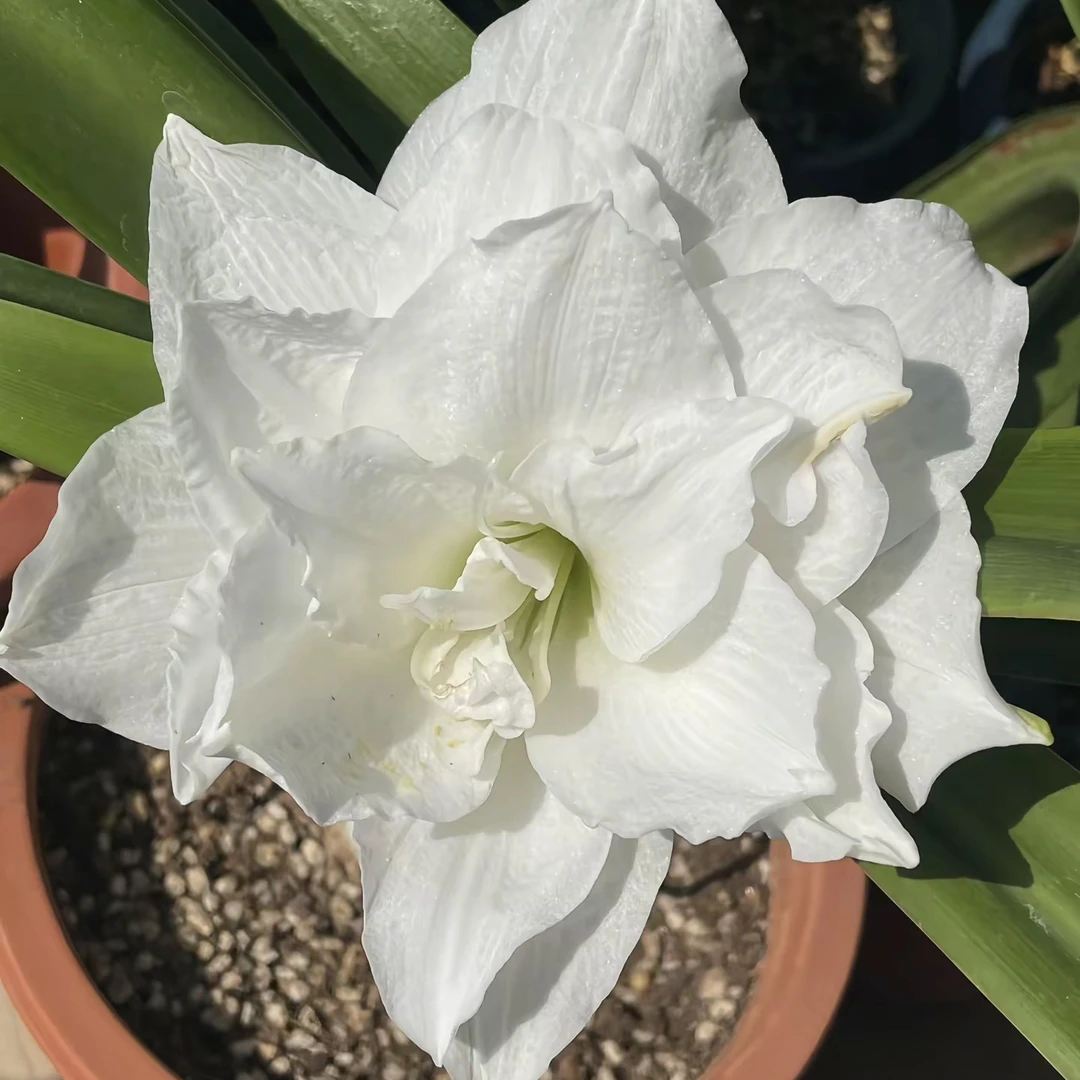 【蒂卡奶油/冰淇淋】甜甜花园-秘鲁进口朱顶红种球-重瓣