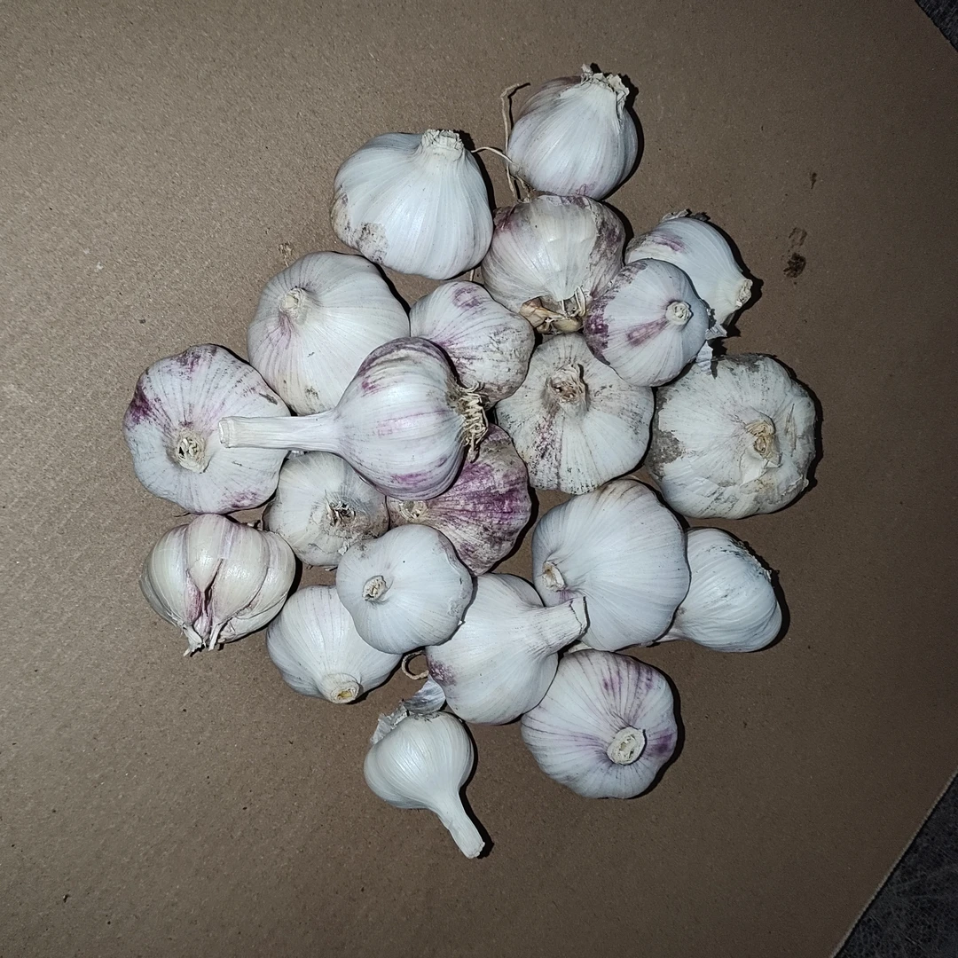大蒜3斤戎姐生态农场新鲜