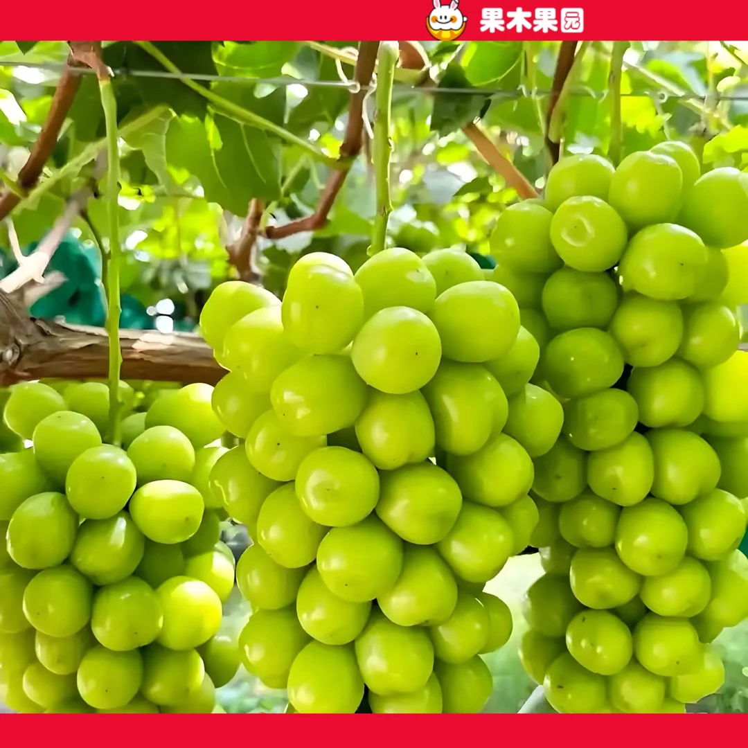 【同城配送】阳光玫瑰一串约2斤｜脆甜多汁｜口感独一无二｜云南省