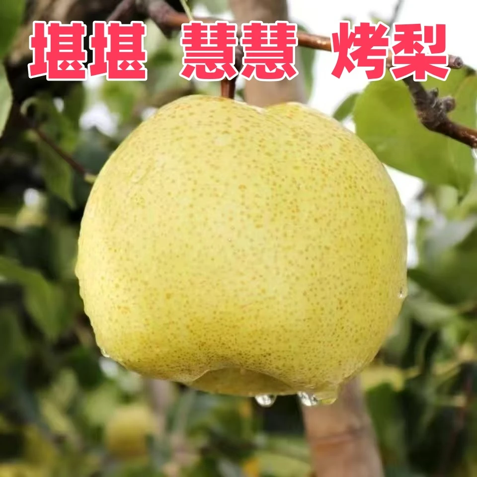 【堪堪慧慧同款砀山梨】砀山酥梨炖梨银耳红枣雪梨