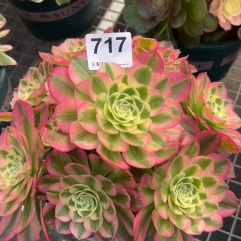 717玉姿22厘米左右