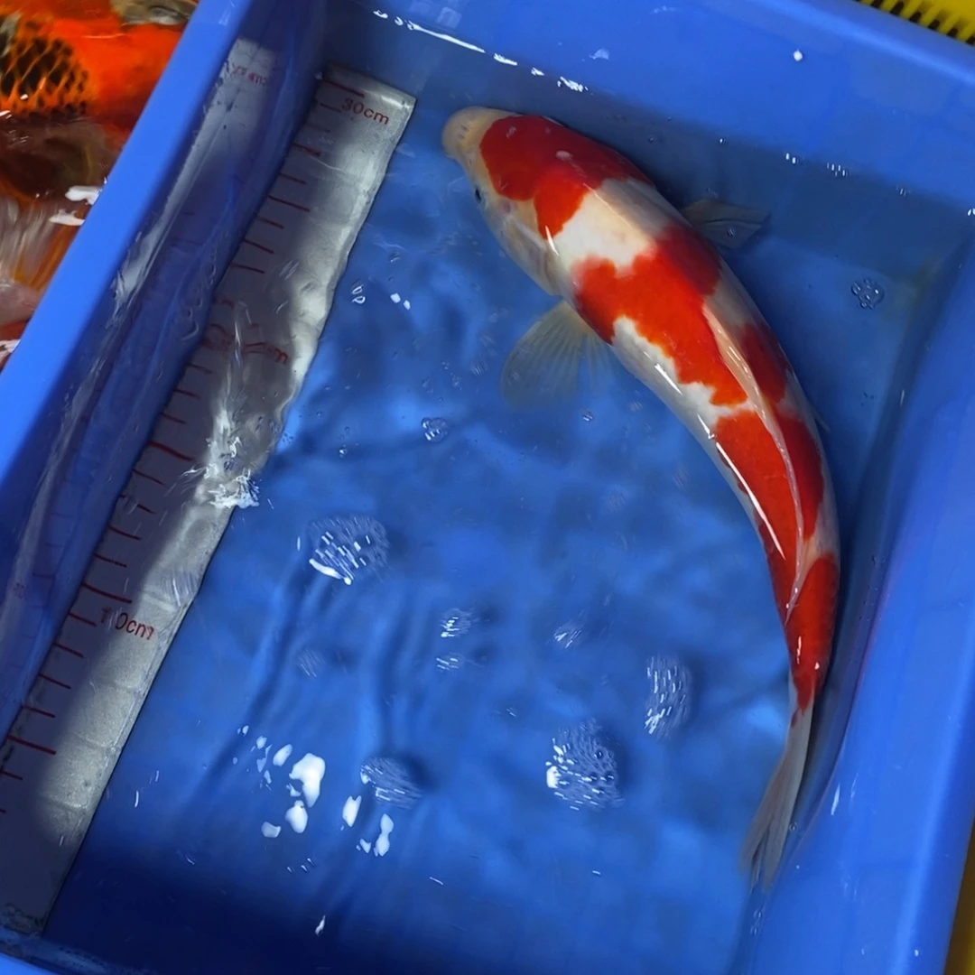 锦鲤冷水锦鲤包邮