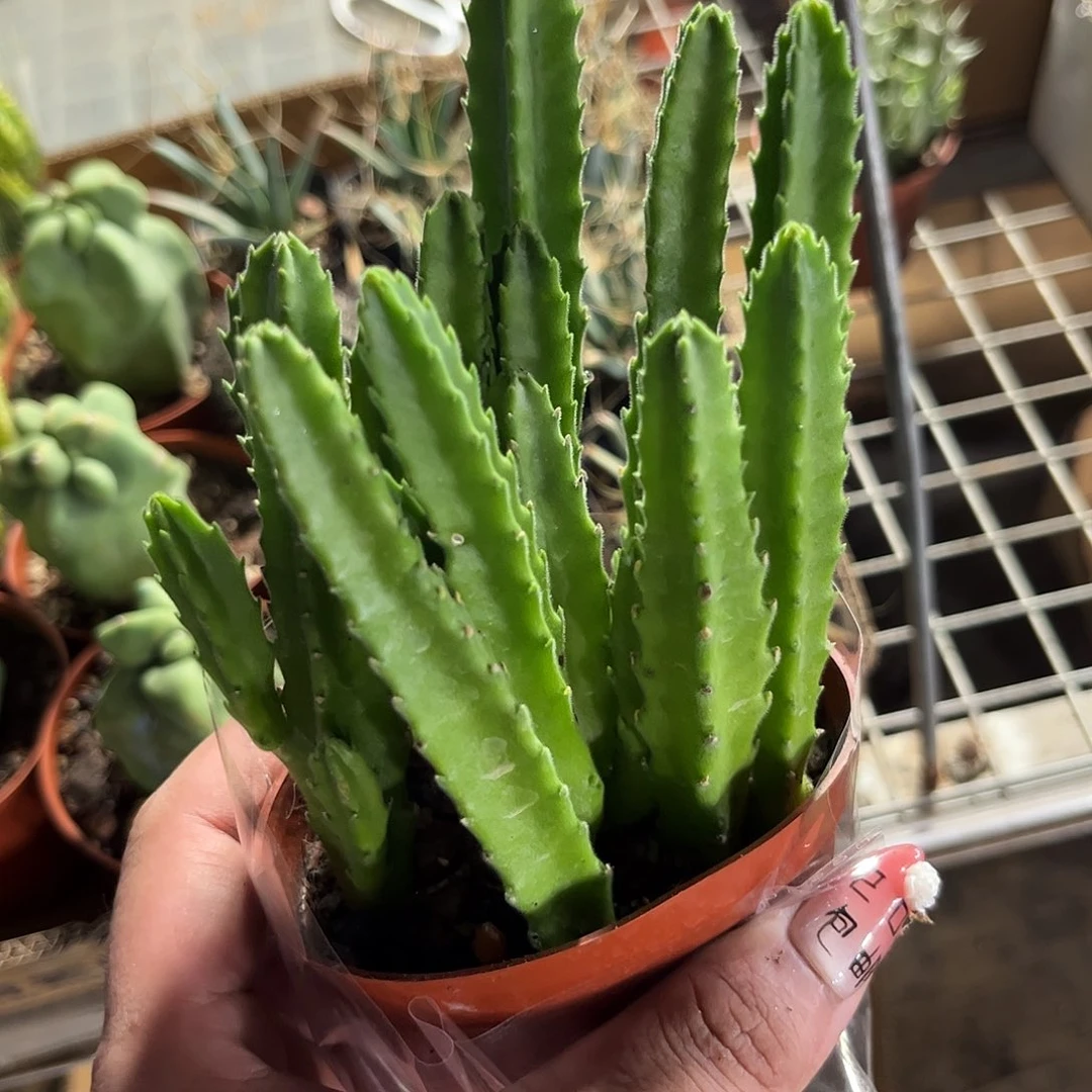大花角有根发货有根发货