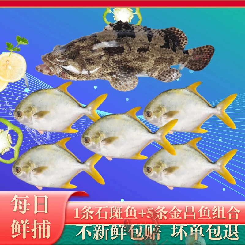 龙胆石斑鱼老虎斑*1+金鲳鱼*5海鲜深海鱼生鲜水产海鲜共4.3-4.6斤