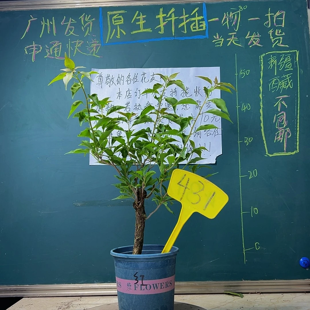 当前无花栽培后可以开花 热火桑巴 粗杆 431