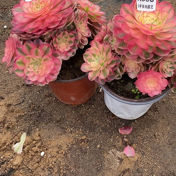 多肉植物倾城602。599