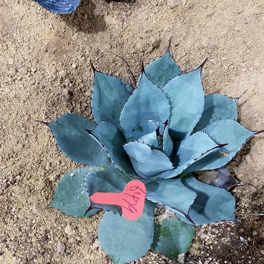 哪*6479一颗高级灰