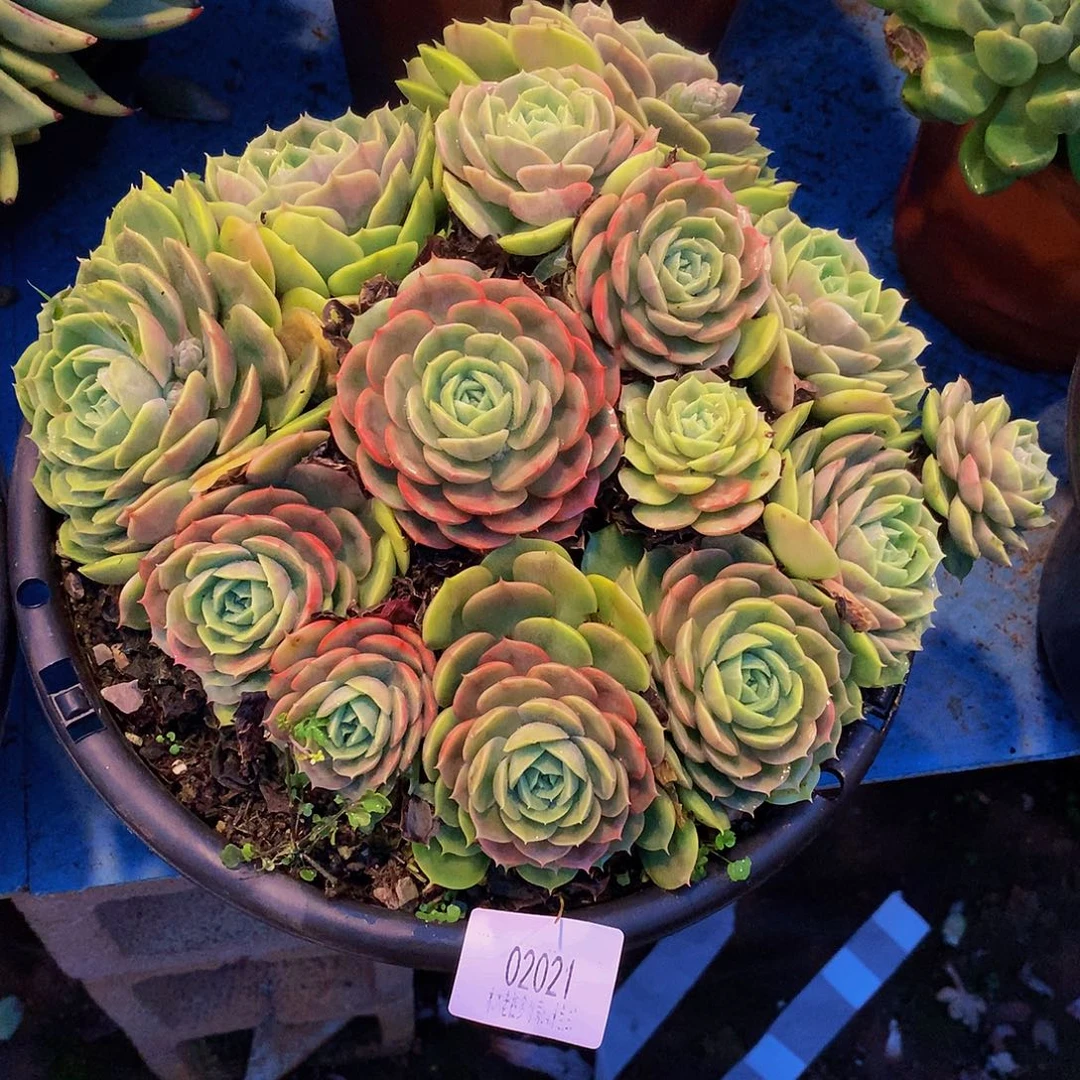 时***人    昂斯诺多肉02021