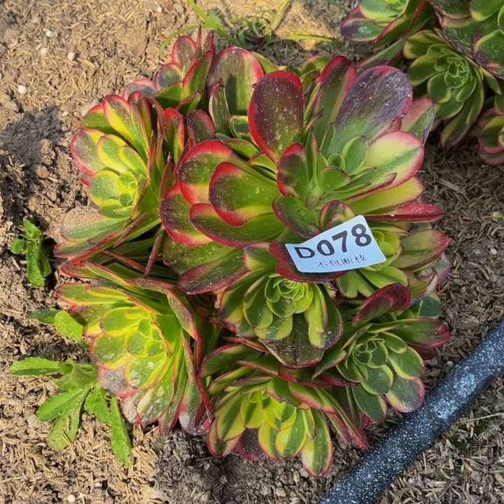 078奶白多肉法师不包断枝