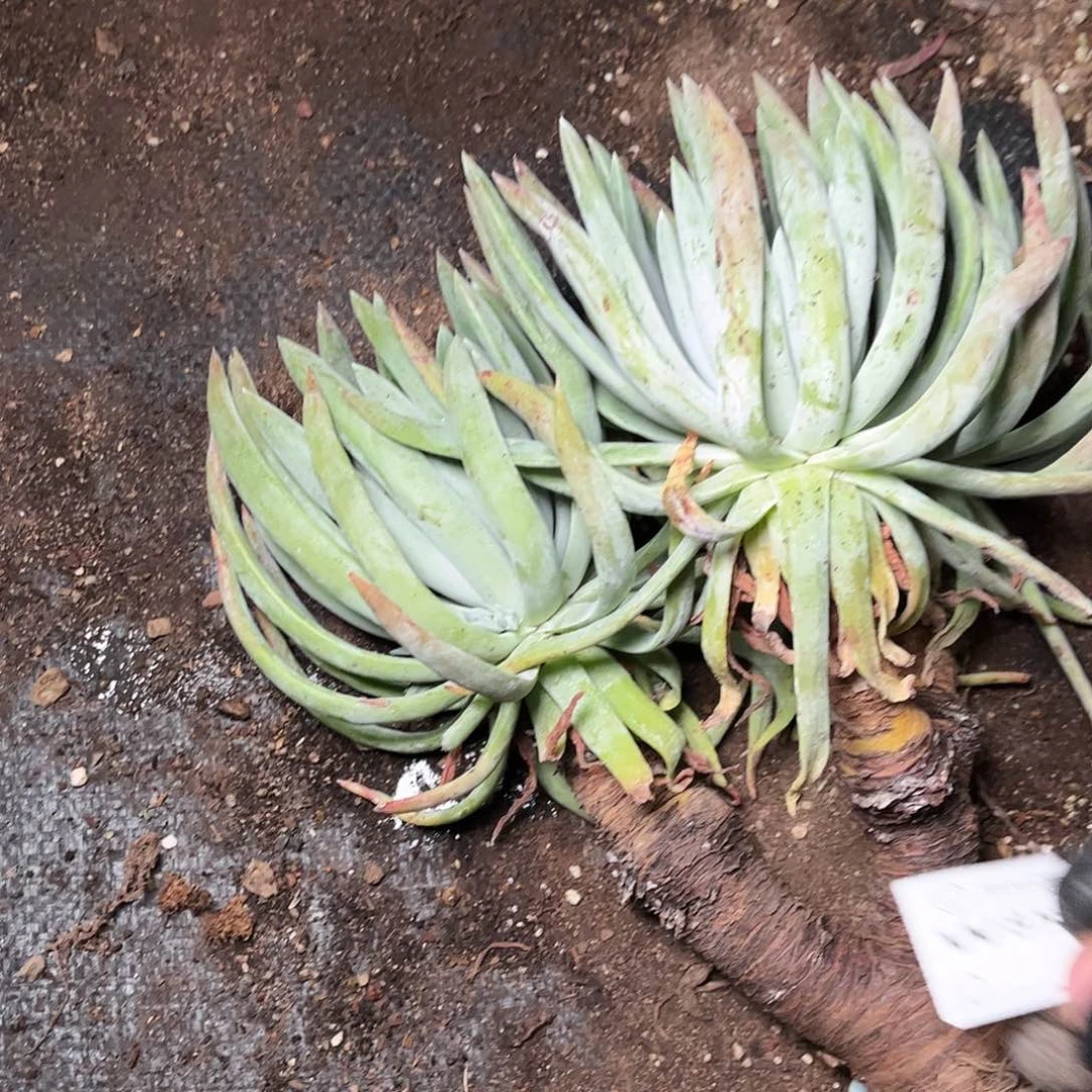 8527奥罗拉仙女杯多肉