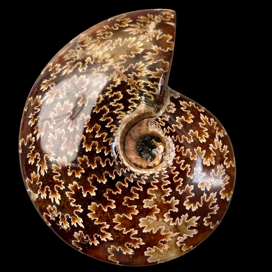 【 叶菊石（手把件）】尺寸120.5mm 玉化 马达加斯加 古贝壳 M1