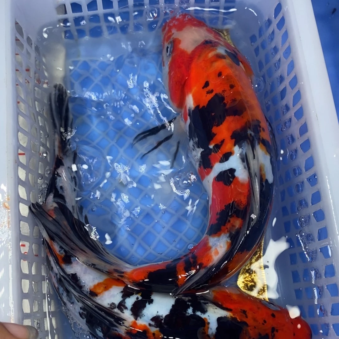 锦鲤冷水锦鲤包邮