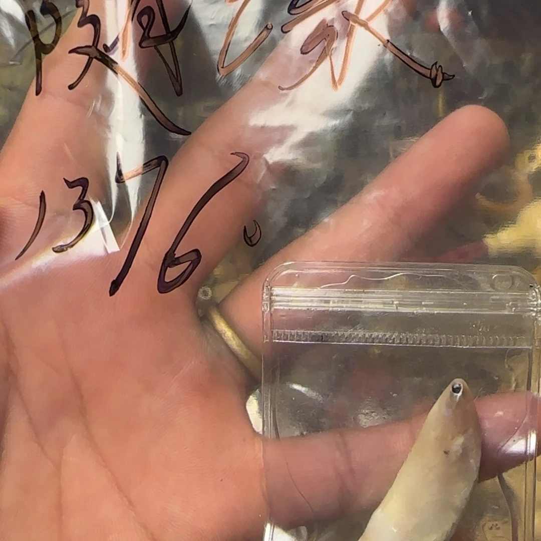 原生态扎西德勒1376