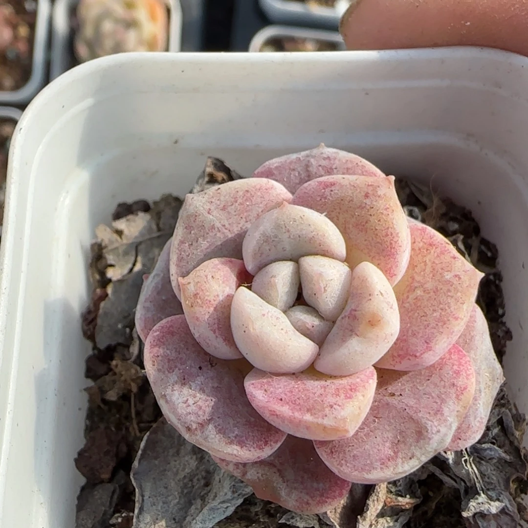 小卡拉米糖心一物一拍