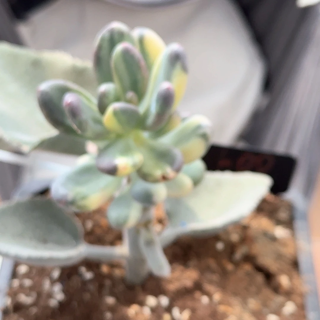 紫皮奶多肉植物1