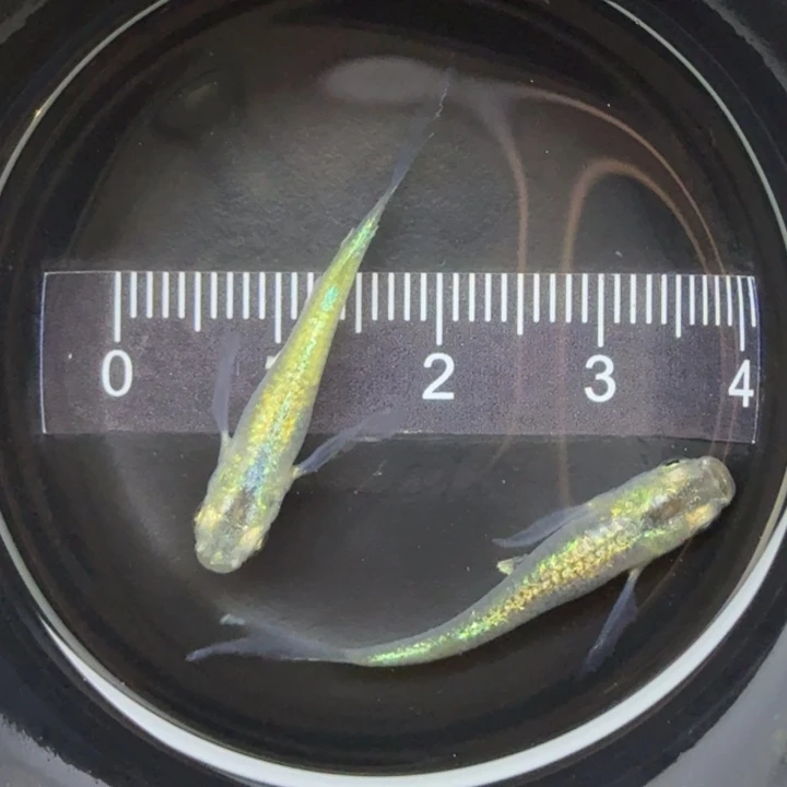 青鳉鱼长鳍绿光21号