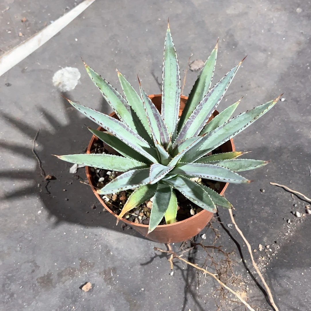 偶**遇血统福利20米出