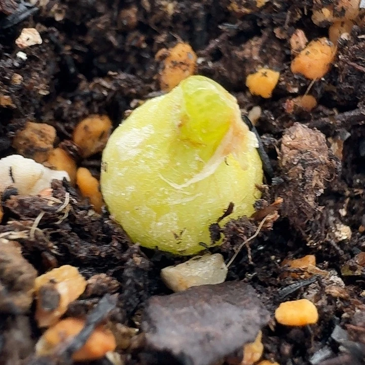 老马生石花小葫芦1817