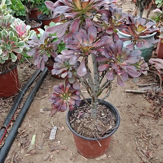 花蝴蝶加急发货24