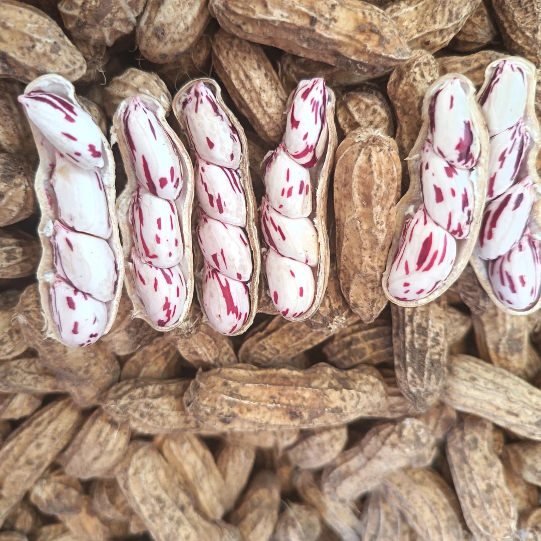 云南七彩花生现挖现卖，新鲜花生带泥现挖现发，口感甜脆香甜种子。