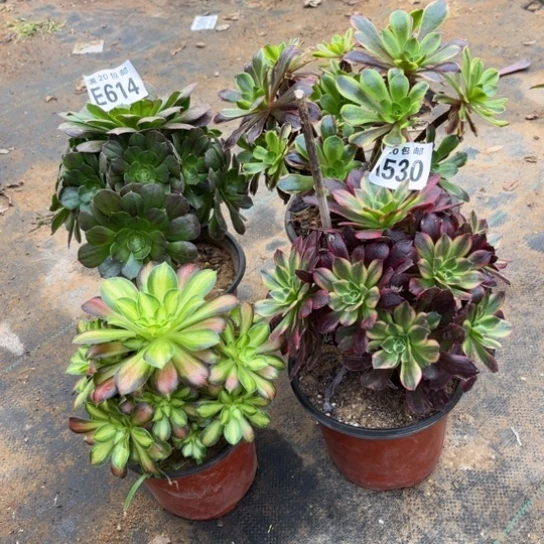 530四个法师不包断枝