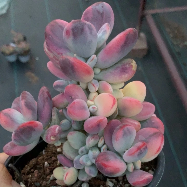 无花朵不**此专拍链接多肉植物1480