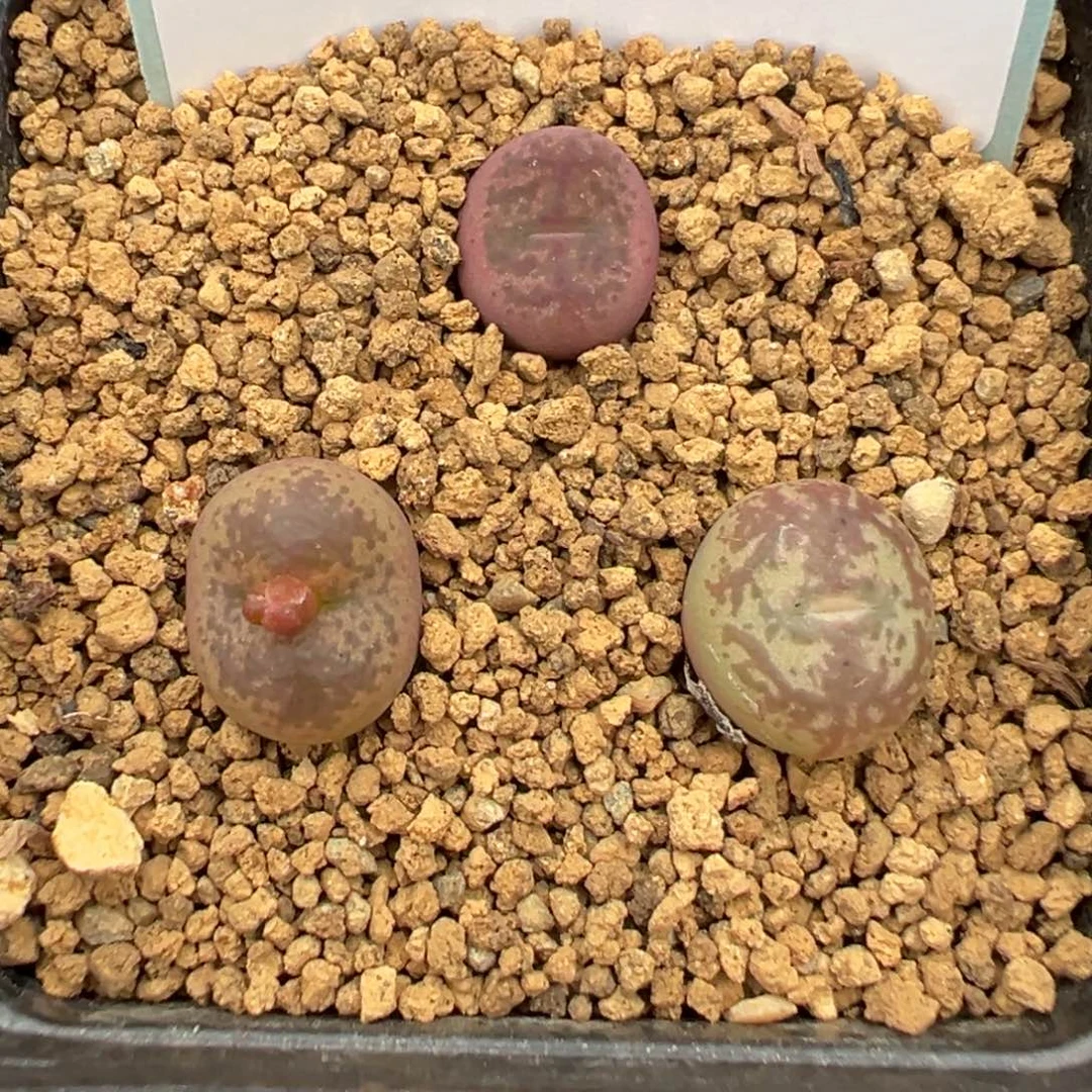 24-126吕杂多肉植物