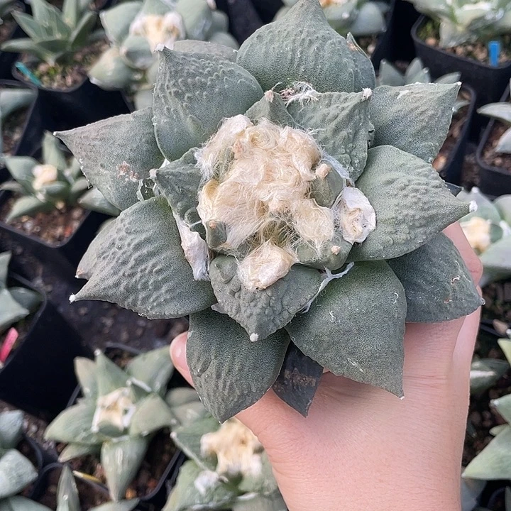 实生哥怒福利14公分