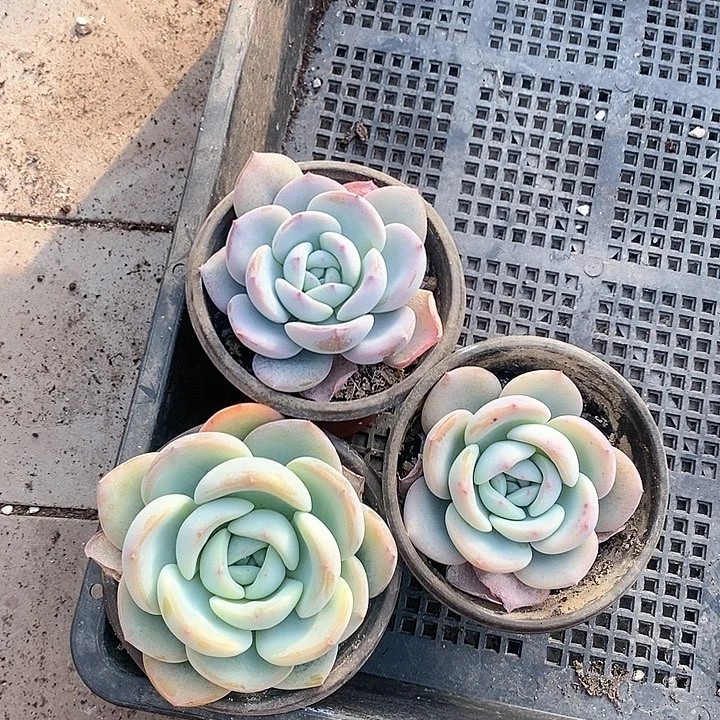 19-98号一物一拍奶茶