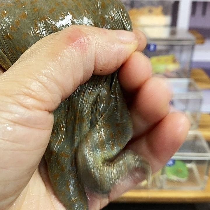 阳***阳角蛙596号大丑子公