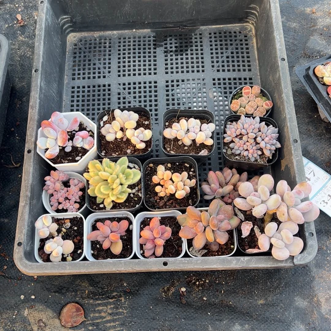 繁***锦340号到手一筐一物一拍