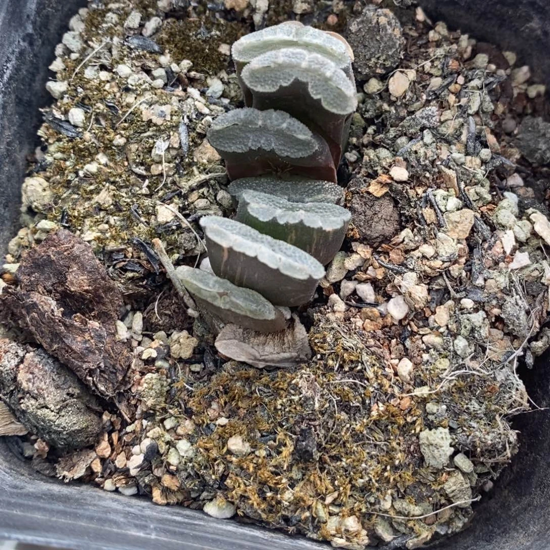 惠***2130 一颗玉扇锦 超级福利
