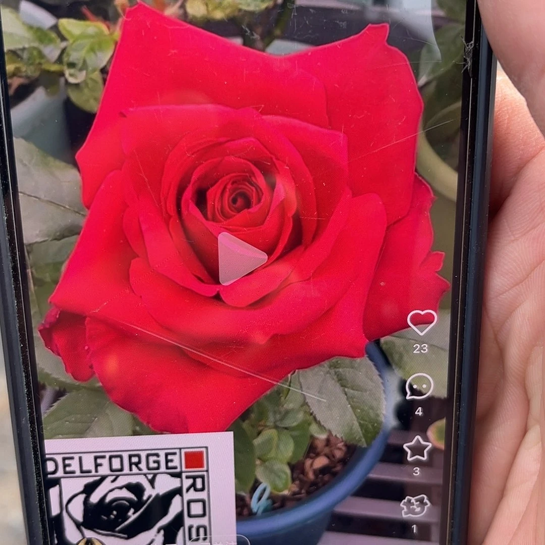 无花朵——-阿尔塔米拉 福利款