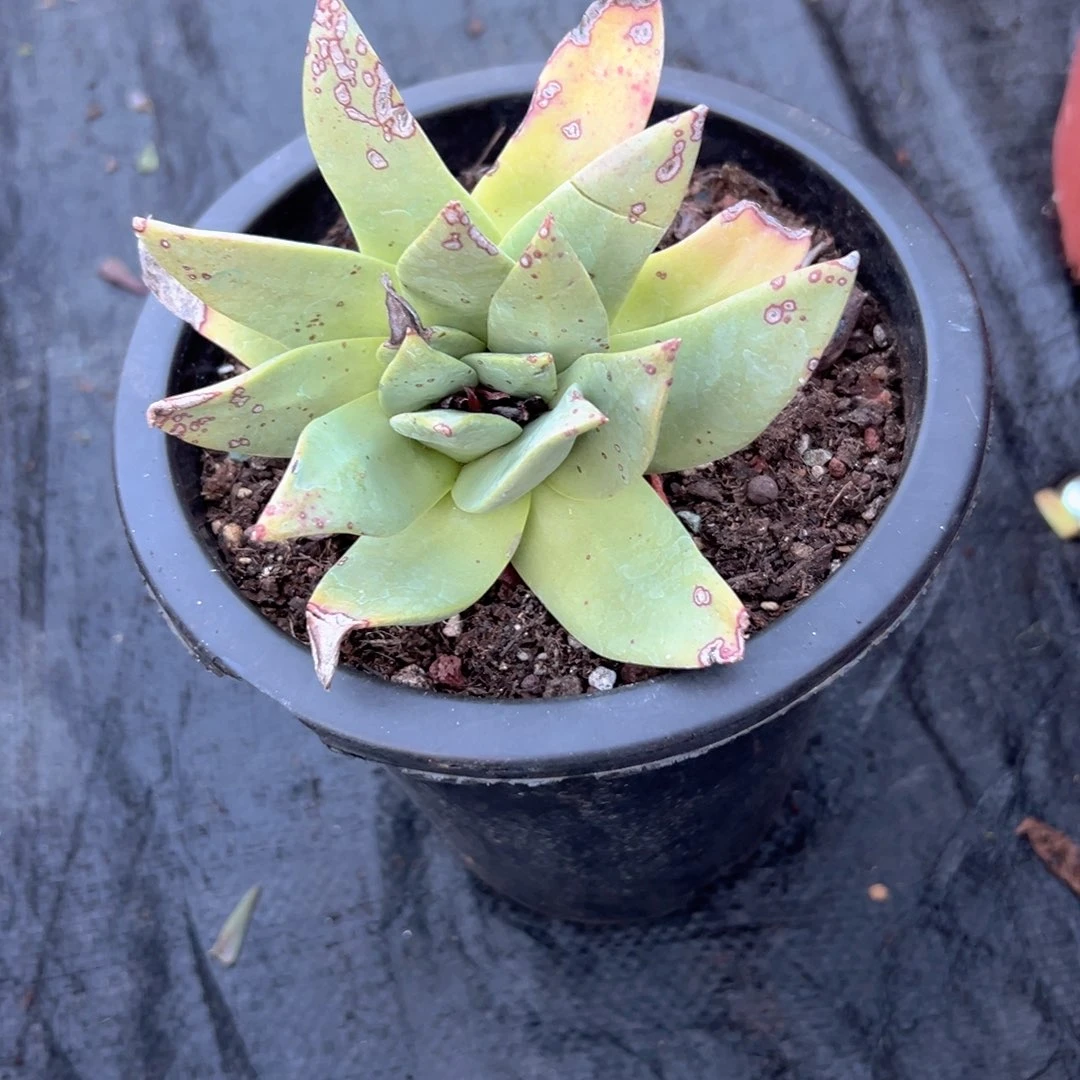 野生仙女杯进口一株